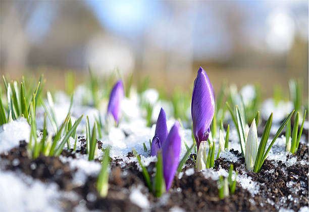 Close-up on crocuses emerging from snowy soil stock photo