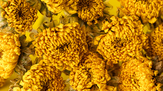 Texture composition of dried yellow flowers on yellow background for autumn winter season