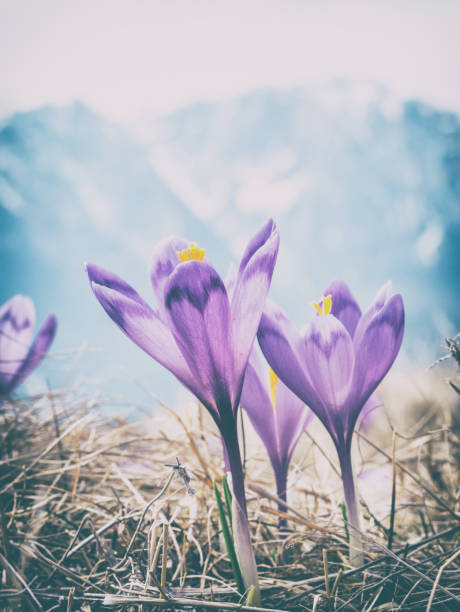 ein strauß crocus heuffelianus oder crocus vernus (frühlingszeitlose, riesenkrokus), violette blüten auf der alm und die schneebedeckten gipfel der karpaten im hintergrund. - snow crocus flower spring stock-fotos und bilder