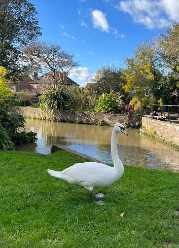 Swan, Canterbury England