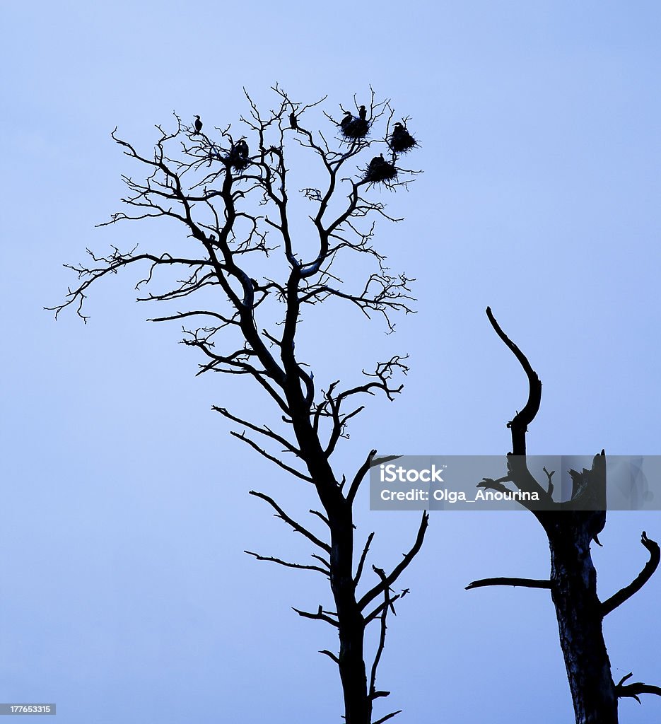 Silhouette di alberi e uccelli - Foto stock royalty-free di Albero