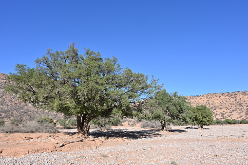 Argan tree in barren, parched Moroccan landscape. A rocky chain of hills in the background. Above everything there is a brilliant blue sky.