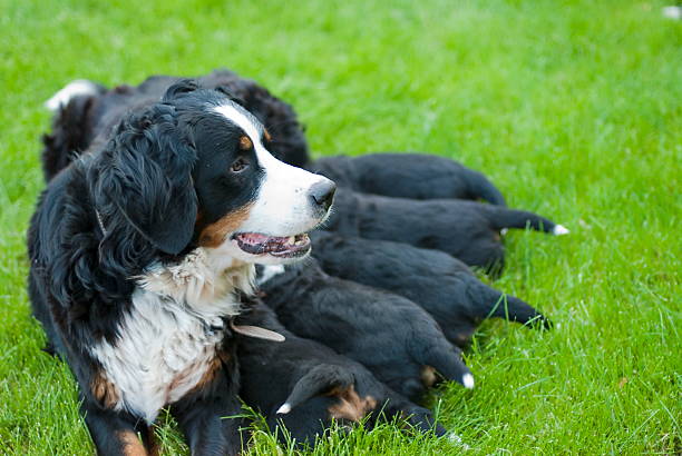 Female bernese mountain dog with her puppies. stock photo