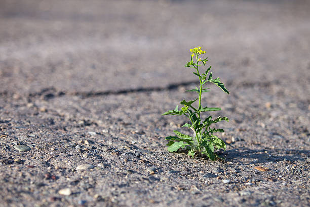 Flower growing through hard asphalt. stock photo