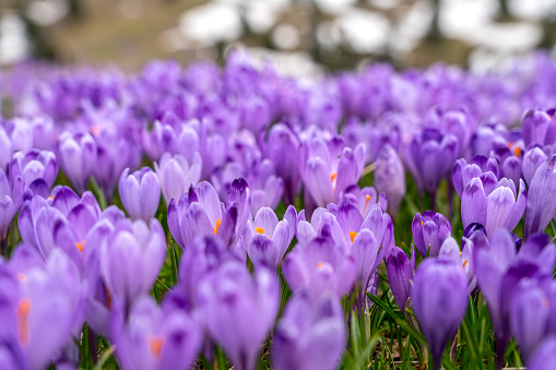 Closeup of a group of blue purple crocuses with white crocuses defocused in the background. The blossoming  spring flowers make a nice diagonal shape.