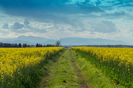 Farm road through large canola field against blue sky.