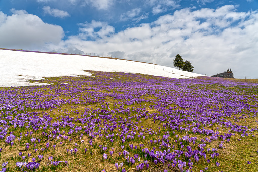 Beautiful, purple and white saffron flowers on a mountain highlands grow out of snow, Velika Planin mountain. Kamnik–Savinja Alps northeast of Kamnik