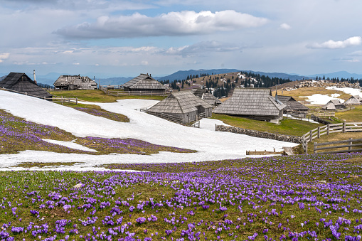 Beautiful, purple and white saffron flowers on a mountain highlands grow out of snow, Velika Planin mountain. Kamnik–Savinja Alps northeast of Kamnik
