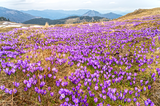 Blooming crocuses on a mountain meadow in spring (Tatra Mountain, Poland)