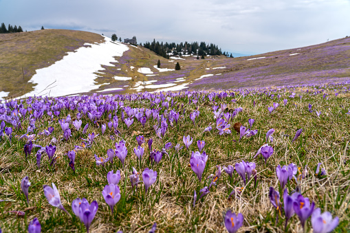 Beautiful, purple saffron flowers on a mountain highlands grow out of snow, Velika Planin mountain. Kamnik–Savinja Alps northeast of Kamnik