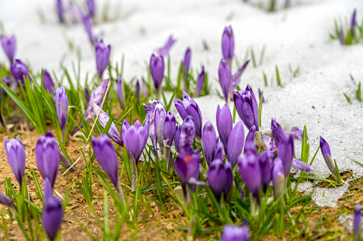 Beautiful, purple saffron flowers on a mountain highlands grow out of snow, Velika Planin mountain. Kamnik–Savinja Alps northeast of Kamnik