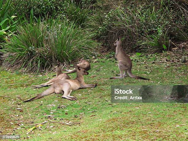 Eastern Szary Kangaroo Macropus Giganteus - zdjęcia stockowe i więcej obrazów Australia - Australia, Bajka, Brązowy