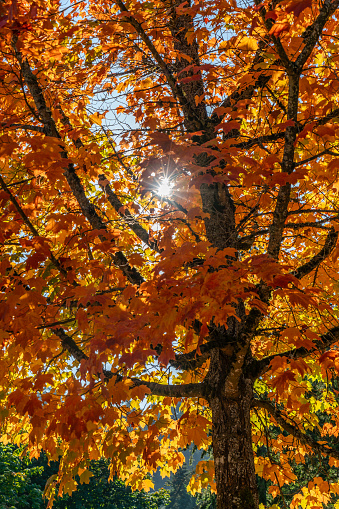 a detailed shot of a colorful fall tree in Burien, Washington.