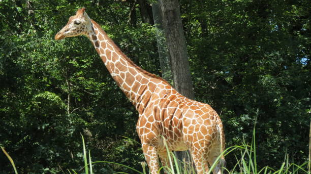 istock Wildlife Zoo Safari wild animals 1776551219