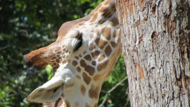istock Wildlife Zoo Safari wild animals 1776551686