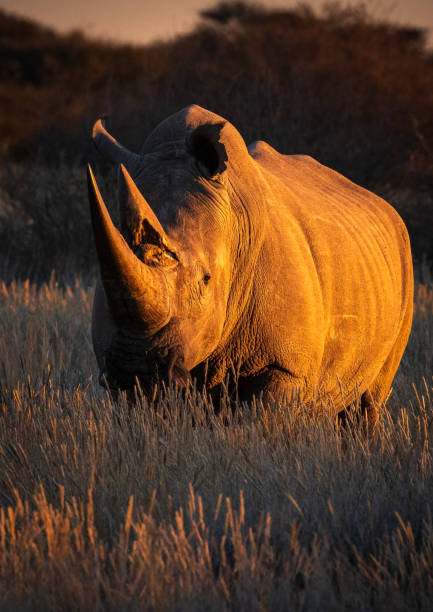 istock Large Male White Rhino, Rhinoceros at sunset 1776556073