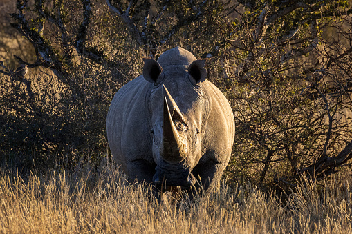 Close up of white rhino with big horn grazing