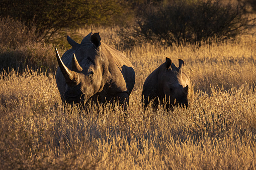 Female White Rhino and calf, Rhinoceros at sunset, wildlife photography whilst on safari in the Tswalu Kalahari Reserve in South Africa
