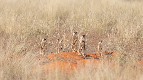 A group of suricates stand guard outside their burrow system