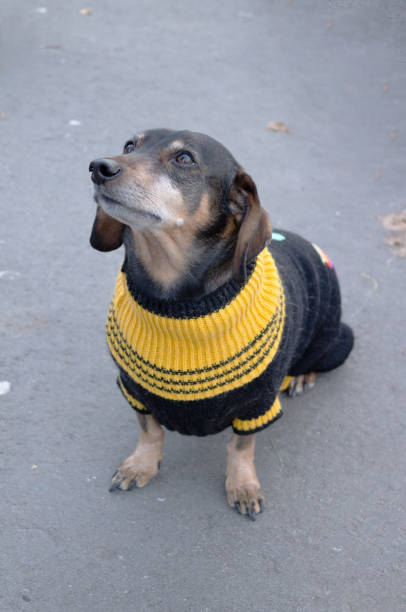 istock cute dachshund dog in a sweater, on a walk 1776559337