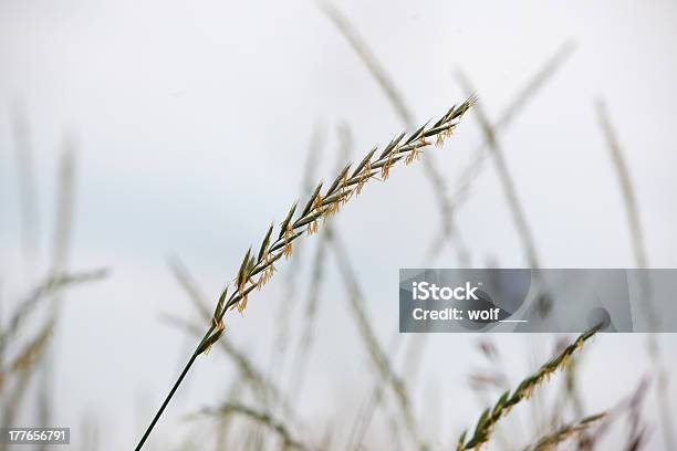 Culturas Em Um Campo - Fotografias de stock e mais imagens de Agricultura - Agricultura, Amarelo, Campo agrícola