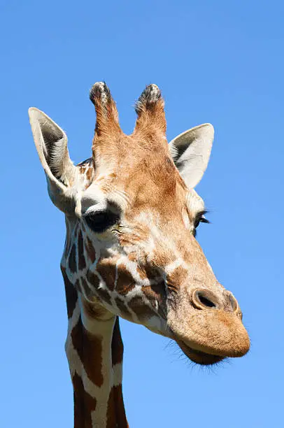 Photo of Portrait of giraffe (Giraffa camelopardalis)