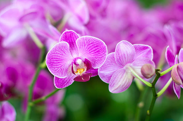 Beautiful purple orchid stock photo