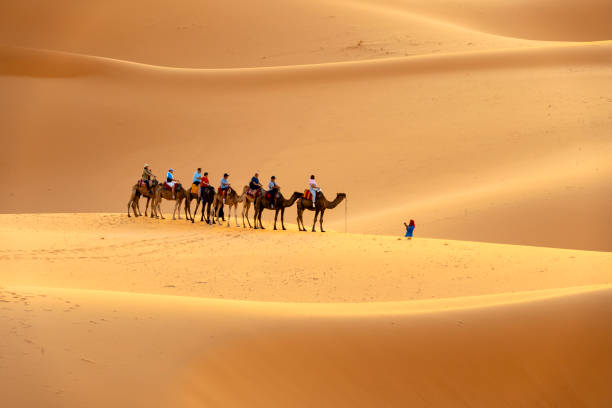 Group of tourists riding camels in Western Sahara Desert, Morocco. stock photo