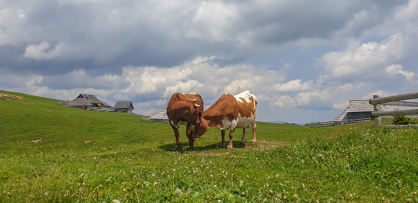 Two cows grassing on sunny day at Velika planina mountain. Kamnik-Savinja Alps, Slovenia