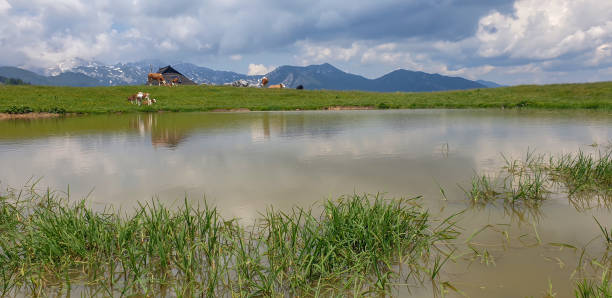 istock Cows on pasture at Velika planina mountain 1776575908