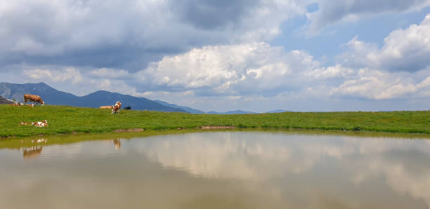 istock Cows on pasture at Velika planina mountain 1776575921