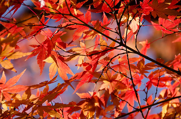 istock Colorful autumn leaves background 177657596