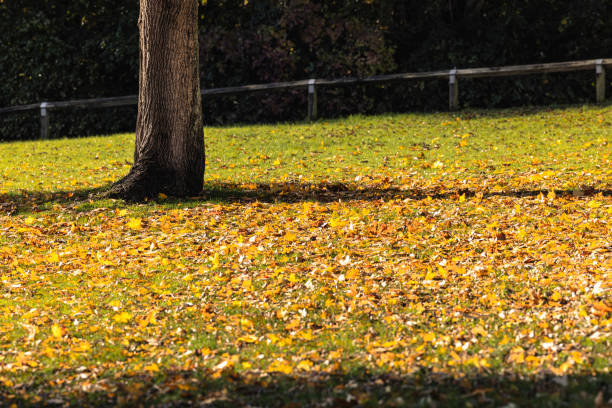 green grass and autumn leaves illuminated by the sun