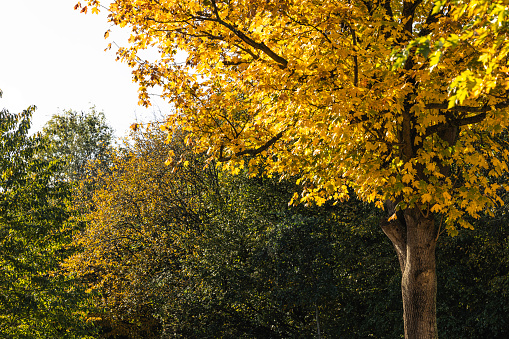 A maple tree stands in front of the green trees