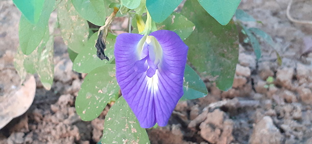 Asian Pigeonwings or Clitoria Ternatea is a Fabaceae Family Species flowering plant. It is also known Bluebellvine, Blue Pea, Butterfly Pea, Darwin Pea or Cordofan Pea.