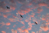 Sunset clouds with flying seagulls.