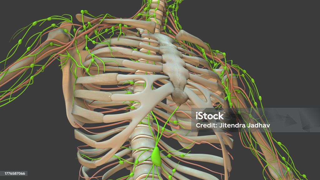 Anatomy Animation Of The Human Lymphatic System Stock Photo Biology Diagrams