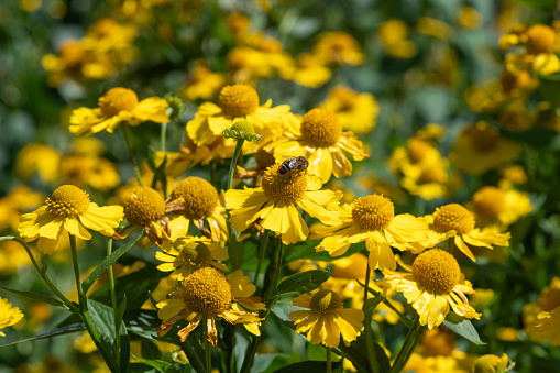 Close up of common sneezeweed (helenium autumnale) flowers in bloom