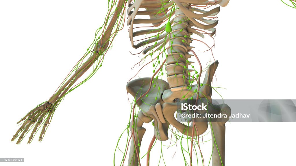 Human Lymphatic System Anatomy Animation Stock Photo Biology Diagrams