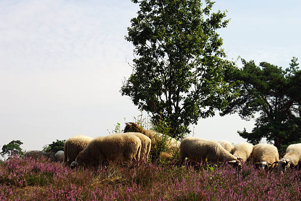 istock Sheep in a summer heathland 177660379