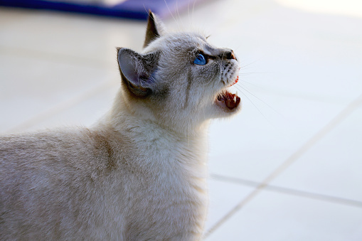 Tabby point purebred cat with open mouth and tongue ready to eat. Hungry thai cat with blue eyes. Seal Tabby Point Neva Masquerade Siberian Domestic Cat asking for food. Blue eyes purebred cat.