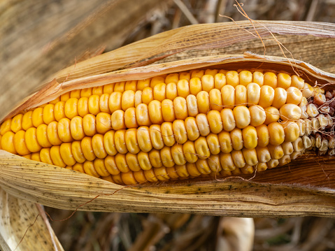 Ripe ear of corn ready for harvest
