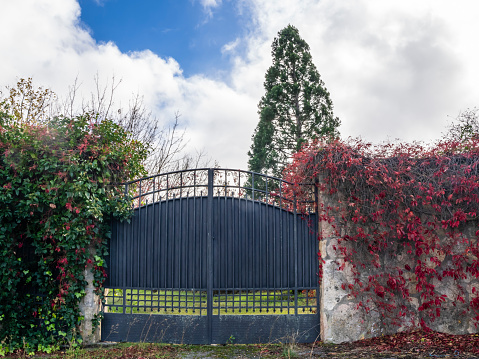 Metal door of residence with vines in autumn