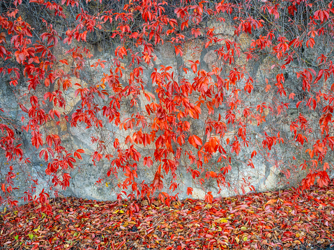 Colorful creeper in autumn