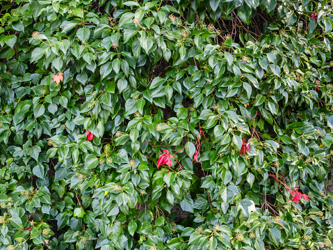 Colorful creeper in autumn