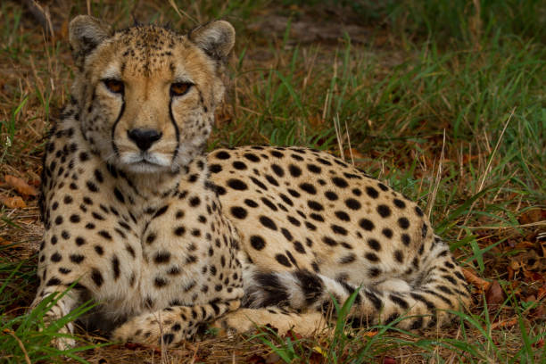 istock Cheetahs of Africa 1776626984