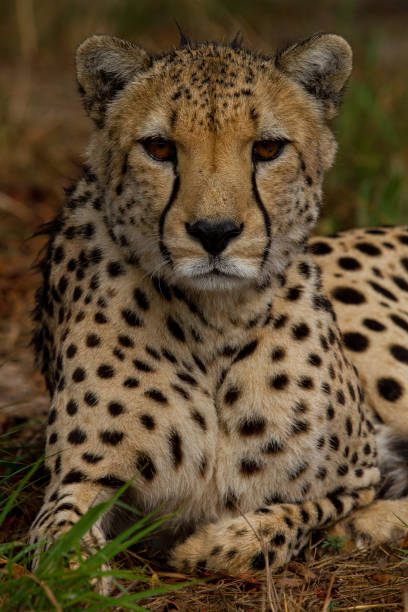 istock Cheetahs of Africa 1776629147