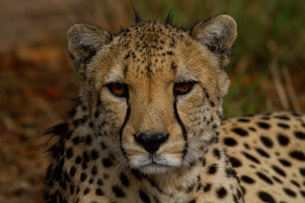 istock Cheetahs of Africa 1776631273