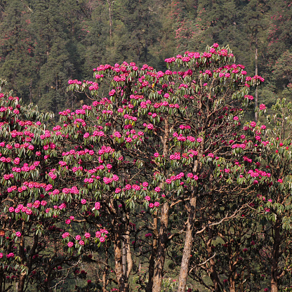 Pink Laligurans, rhododendron, near Ghandruk, Nepal.