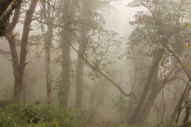 istock Dream like Laligurans rain forest in Nepal. 1776638486